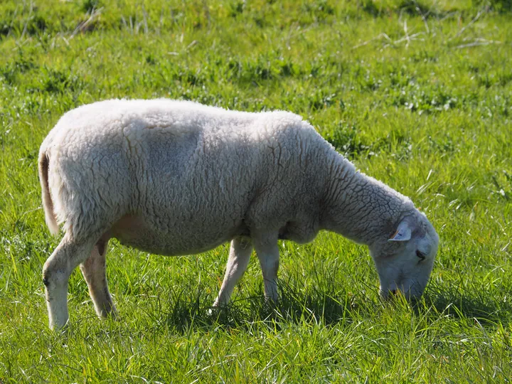 Kalkense Meersen (België)